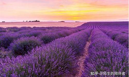 十大花海_十大花海旅游攻略